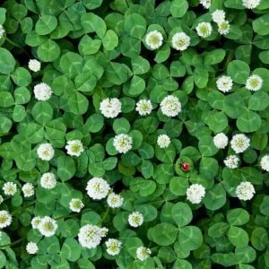 Beyaz trifolium repens tohumu üçgül çiçekli yerörtücü
