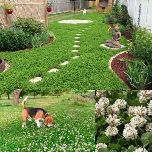 Beyaz trifolium repens tohumu üçgül çiçekli yerörtücü