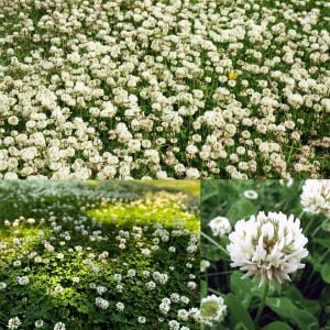 Beyaz trifolium repens tohumu üçgül çiçekli yerörtücü