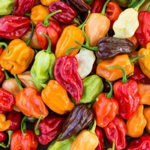 Caribbean Blend Acı Biber Tohumu – Karışık Çok Acı Biber