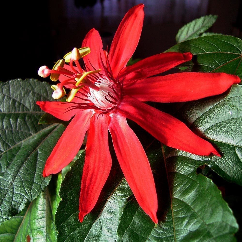 Passiflora vitifolia fidanı kırmızı çiçekli tutku meyvesi