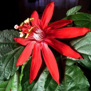 Passiflora vitifolia fidanı kırmızı çiçekli tutku meyvesi