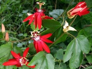 Passiflora vitifolia fidanı kırmızı çiçekli tutku meyvesi
