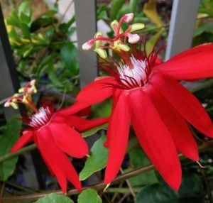 Passiflora vitifolia fidanı kırmızı çiçekli tutku meyvesi