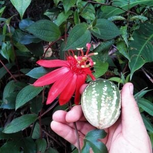 Passiflora vitifolia fidanı kırmızı çiçekli tutku meyvesi