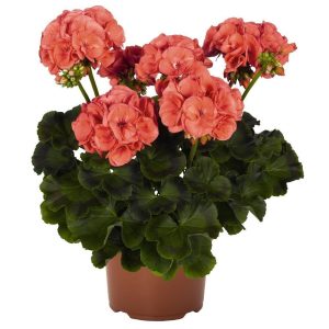 Mercan sardunya fidesi survivor apricot pelargonium 1 fide