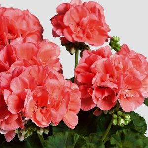 Mercan sardunya fidesi survivor apricot pelargonium 1 fide