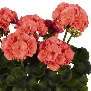 Mercan sardunya fidesi survivor apricot pelargonium 1 fide