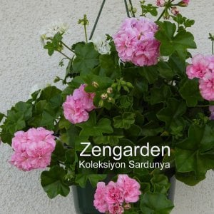 Zeebra Lee sakız sardunya fidesi koleksiyon serisi