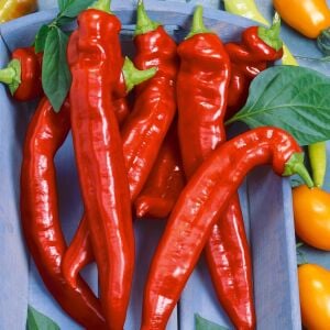 Hot Portugal Acı Biber Tohumu – Uzun Kırmızı Acı Biber