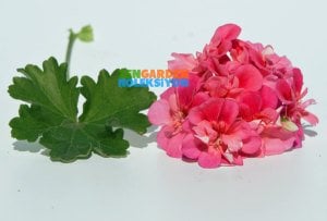 Bengt Gunnar sardunya fidesi zonartic koleksiyon serisi