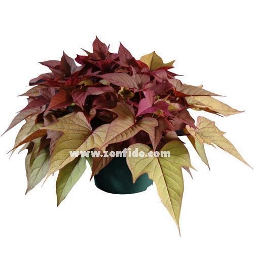 Ipomoea batatas fidesi bronz yapraklı sweet georgia bronze 1 fide