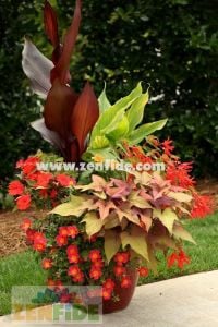 Ipomoea batatas fidesi bronz yapraklı sweet georgia bronze 1 fide