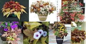 Ipomoea batatas fidesi bronz yapraklı sweet georgia bronze 1 fide