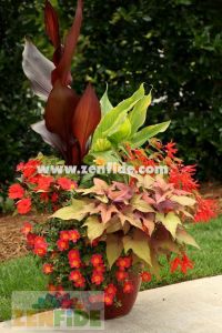 Ipomoea batatas fidesi bronz yapraklı sweet georgia bronze 3 fide