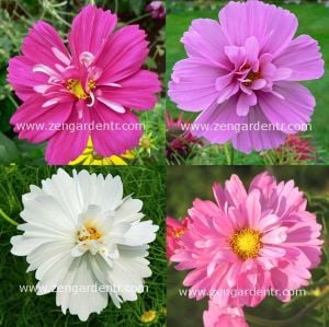 Kozmos tohumu katmerli cosmos psyche bipinnatus