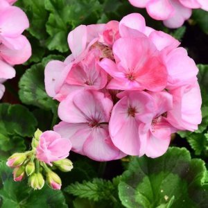 Pembe sardunya fidesi survivor baby face pelargonium 1 fide