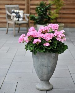 Pembe sardunya fidesi survivor baby face pelargonium 1 fide