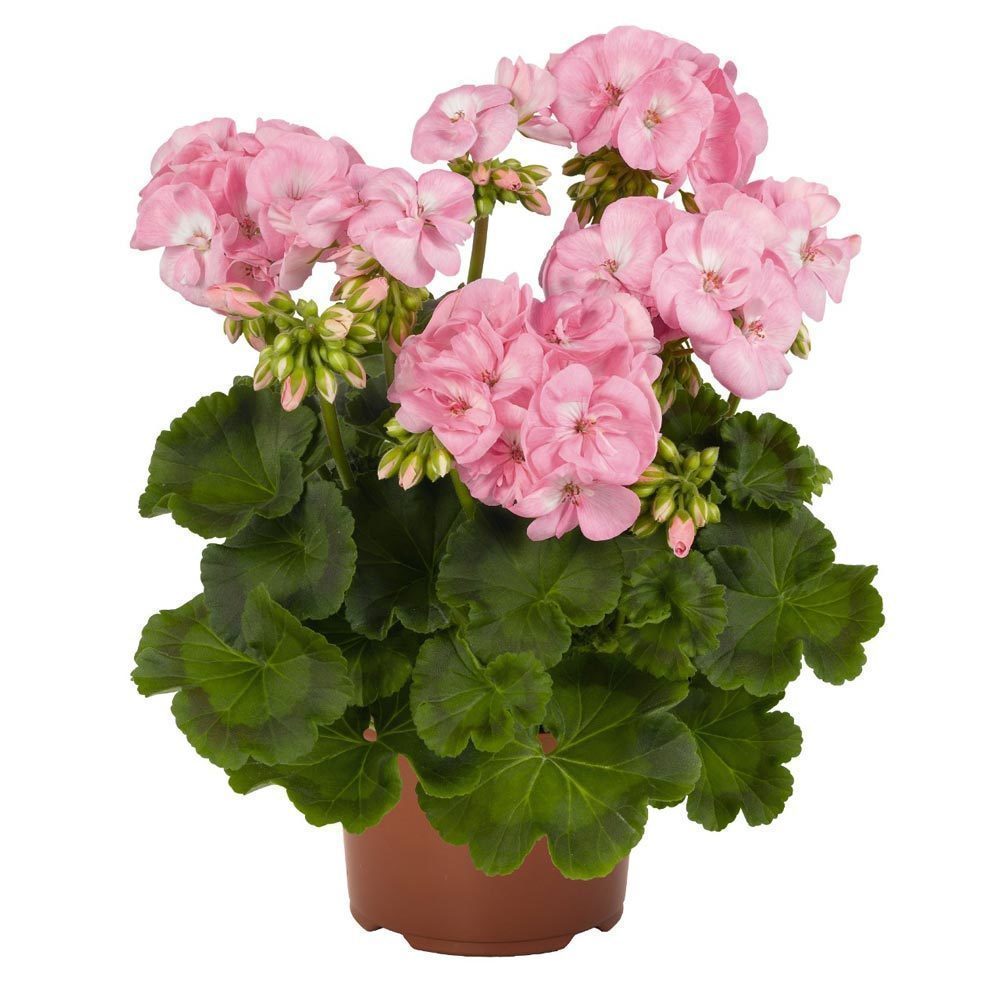Pembe sardunya fidesi survivor baby face pelargonium 1 fide