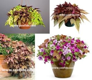 Ipomoea batatas fidesi bronz yapraklı sweet georgia bronze 7 cm saksıda