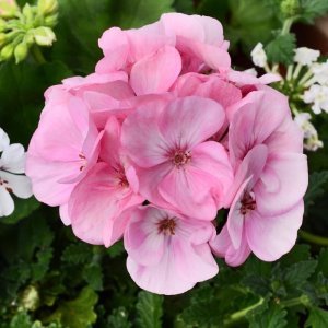 Pembe sardunya fidesi survivor baby face pelargonium 7 yada 9 cm saksıda