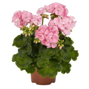 Pembe sardunya fidesi survivor baby face pelargonium 7 yada 9 cm saksıda