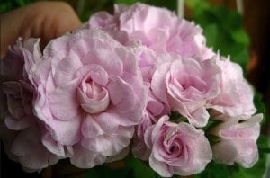 Jacky Gauld gül çiçekli sakız sardunya fidesi koleksiyon serisi