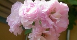 Jacky Gauld gül çiçekli sakız sardunya fidesi koleksiyon serisi