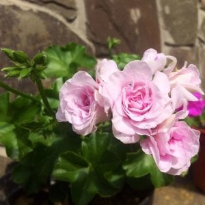 Jacky Gauld gül çiçekli sakız sardunya fidesi koleksiyon serisi