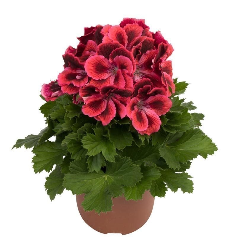 Kate canan sardunya fidesi pelargonium ceylan gözü 1 fide