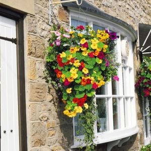 Sarkan latin çiçeği tohumu nasturtium dayglow mix