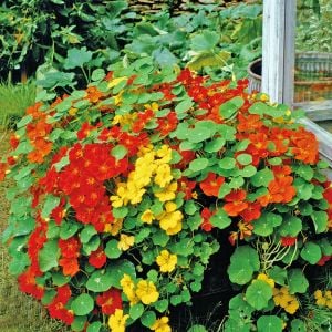 Sarkan latin çiçeği tohumu nasturtium dayglow mix