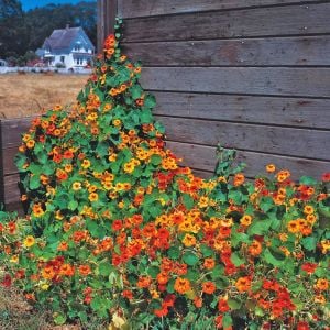 Sarkan latin çiçeği tohumu nasturtium dayglow mix