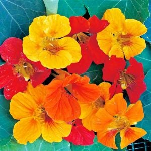 Sarkan latin çiçeği tohumu nasturtium dayglow mix