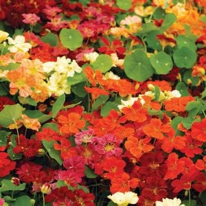 Sarkan latin çiçeği tohumu nasturtium dayglow mix