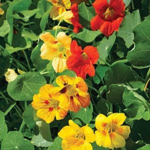 Sarkan latin çiçeği tohumu nasturtium dayglow mix