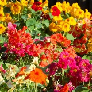 Sarkan latin çiçeği tohumu nasturtium dayglow mix