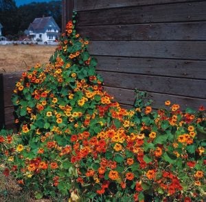 Sarkan latin çiçeği tohumu nasturtium dayglow mix