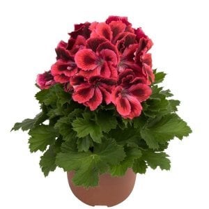 Kate canan sardunya fidesi pelargonium ceylan gözü 7 yada 9 cm saksıda