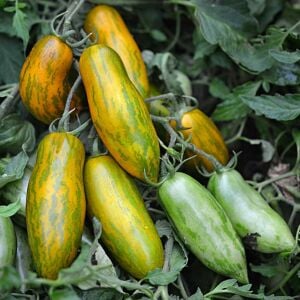Sausage Domates Tohumu – Sosis Etli Salçalık Domates