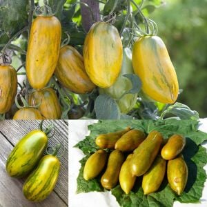 Sausage Domates Tohumu – Sosis Etli Salçalık Domates
