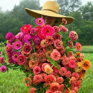 Zinnia tohumu dev dahlia çiçekli renkli karışım