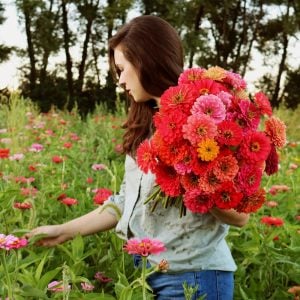 Zinnia tohumu dev dahlia çiçekli renkli karışım