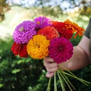 Zinnia tohumu dev dahlia çiçekli renkli karışım