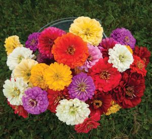 Zinnia tohumu dev dahlia çiçekli renkli karışım