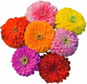 Zinnia tohumu dev dahlia çiçekli renkli karışım