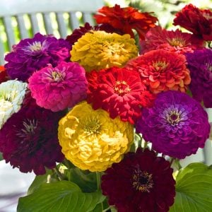 Zinnia tohumu dev dahlia çiçekli renkli karışım