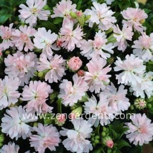 Sarkan silene tohumu katmerli şeftali peach blossom silene pendula