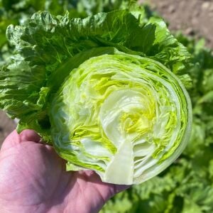 Meridian Marul Tohumu – Kaplamalı Gevrek Baş Marul