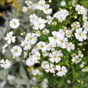 Gypsophila tohumu bebek nefesi çiçeği